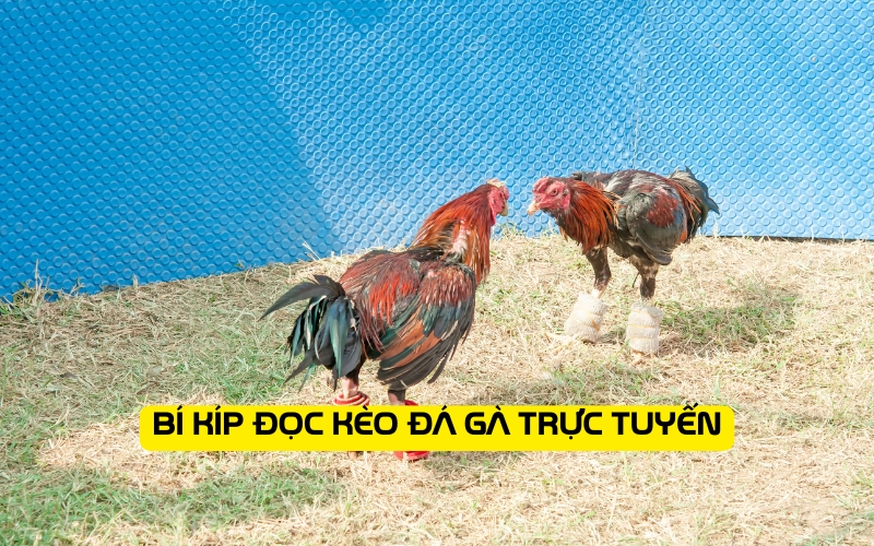 Bí Kíp Đọc Kèo Đá Gà Trực Tuyến