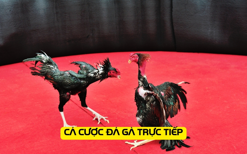 Cá cược đá gà trực tiếp