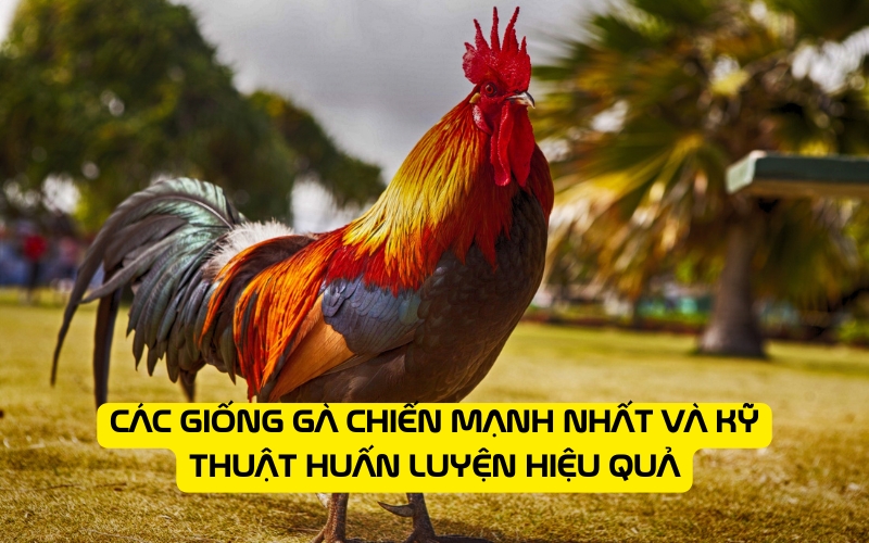 Các giống gà chiến mạnh nhất và kỹ thuật huấn luyện hiệu quả