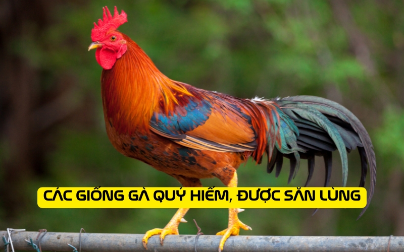 Các giống gà quý hiếm, được săn lùng