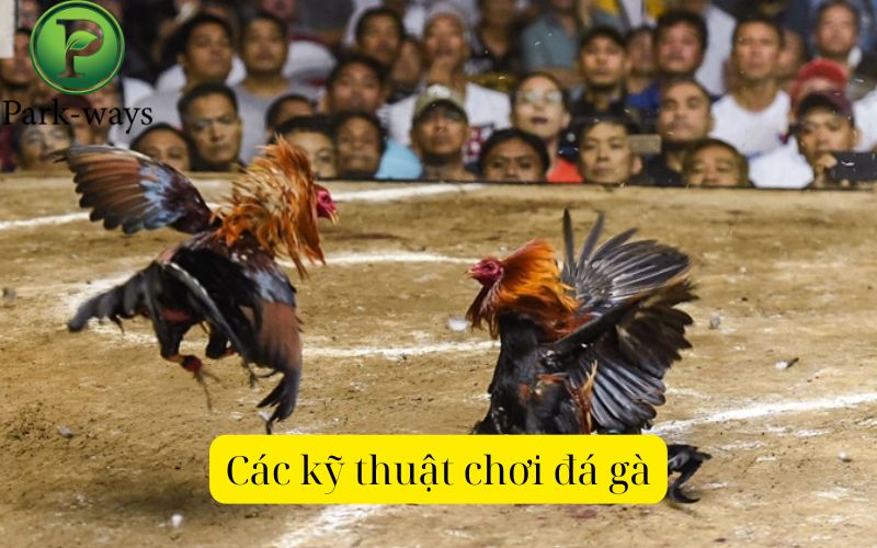 Các kỹ thuật chơi đá gà