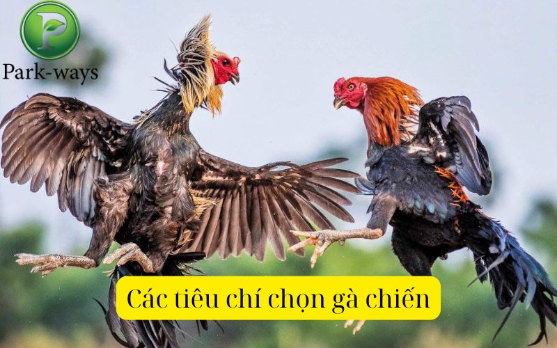 Các tiêu chí chọn gà chiến