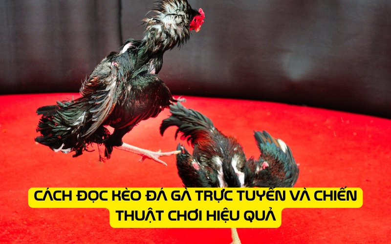 Cách đọc kèo đá gà trực tuyến và chiến thuật chơi hiệu quả