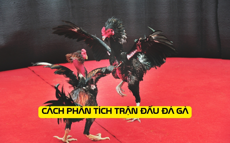 Cách phân tích trận đấu đá gà