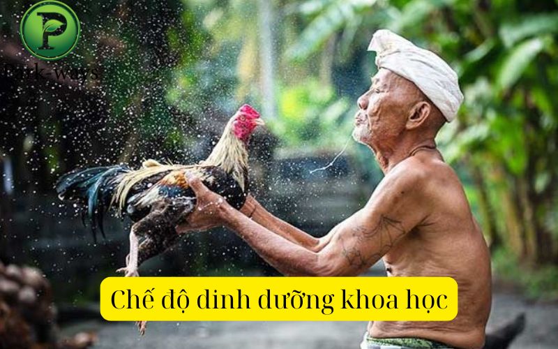 Chế độ dinh dưỡng khoa học