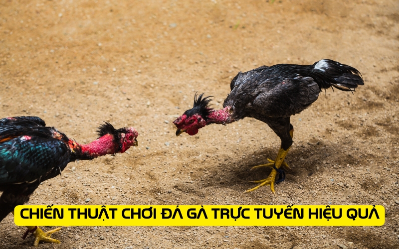 Chiến Thuật Chơi Đá Gà Trực Tuyến Hiệu Quả