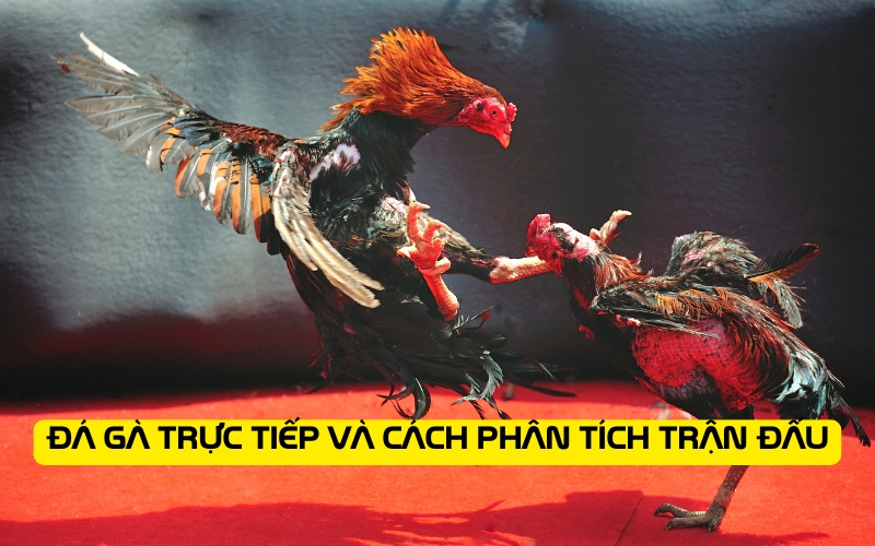 Đá gà trực tiếp và cách phân tích trận đấu