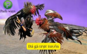 Đá gà trực tuyến