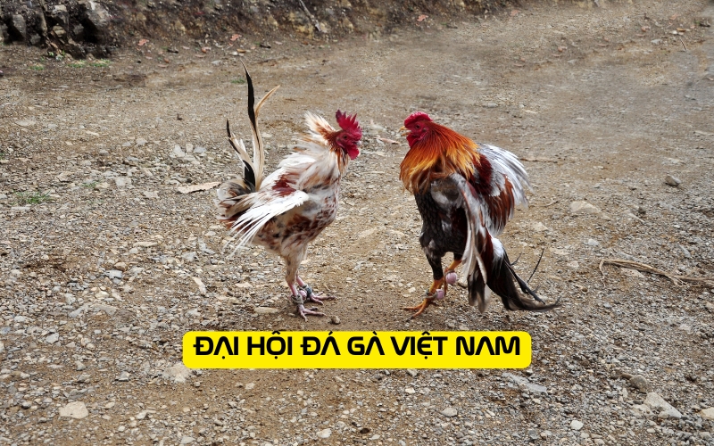 Đại hội đá gà Việt Nam