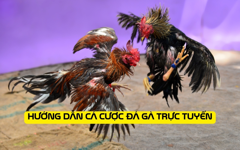 Hướng Dẫn Cá Cược Đá Gà Trực Tuyến