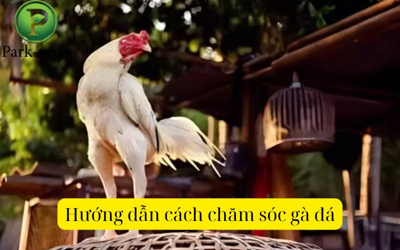 Hướng dẫn cách chăm sóc gà đá