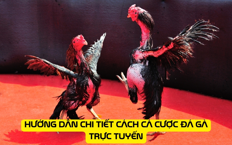 Hướng dẫn chi tiết cách cá cược đá gà trực tuyến