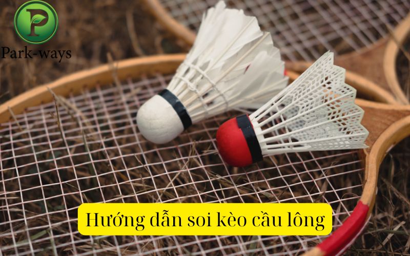 Hướng dẫn soi kèo cầu lông