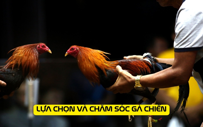 Lựa chọn và chăm sóc gà chiến