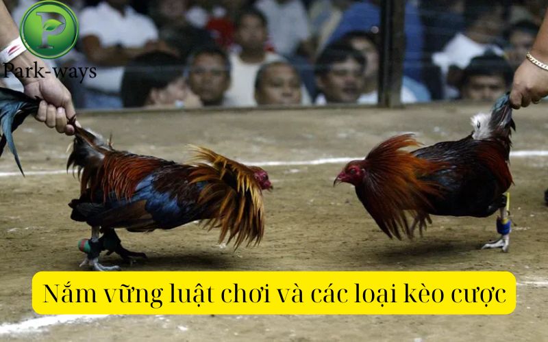 Nắm vững luật chơi và các loại kèo cược