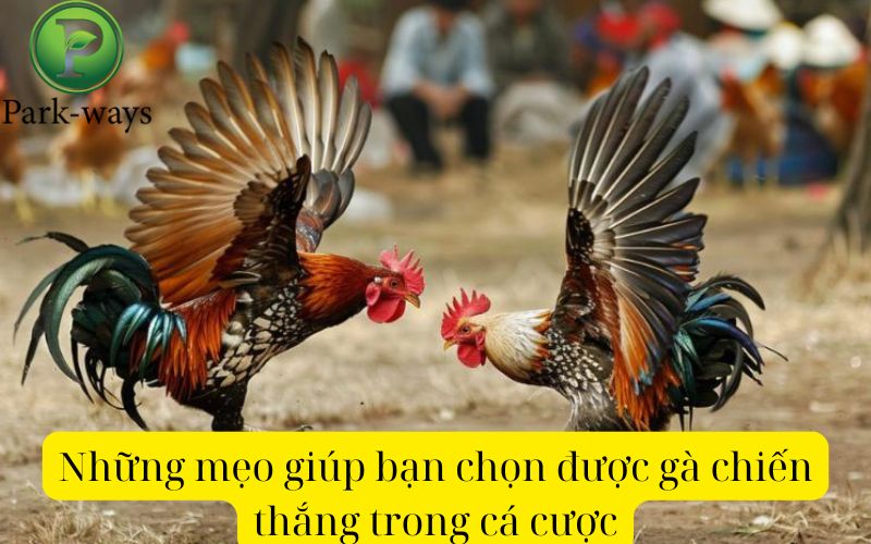 Những mẹo giúp bạn chọn được gà chiến thắng trong cá cược