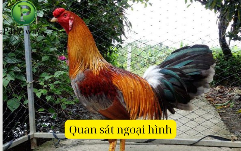 Quan sát ngoại hình