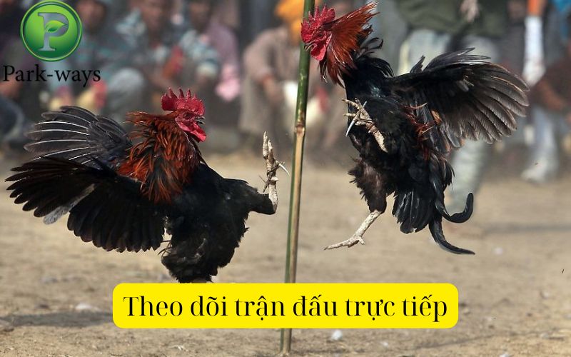Theo dõi trận đấu trực tiếp