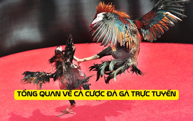 Tổng quan về cá cược đá gà trực tuyến