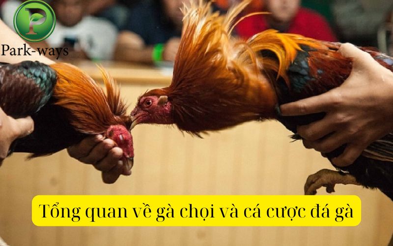 Tổng quan về gà chọi và cá cược đá gà