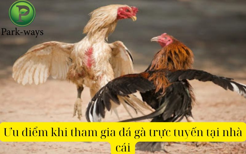 Ưu điểm khi tham gia đá gà trực tuyến tại nhà cái