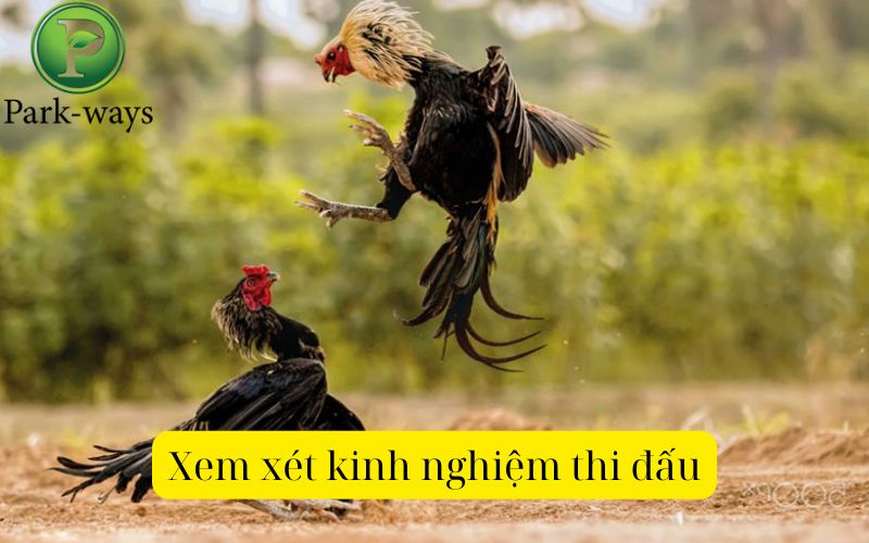 Xem xét kinh nghiệm thi đấu