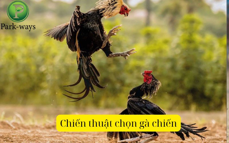 Chiến thuật chọn gà chiến