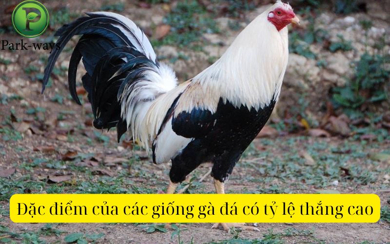 Đặc điểm của các giống gà đá có tỷ lệ thắng cao