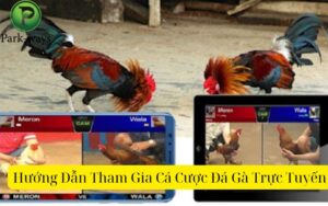 Hướng Dẫn Tham Gia Cá Cược Đá Gà Trực Tuyến