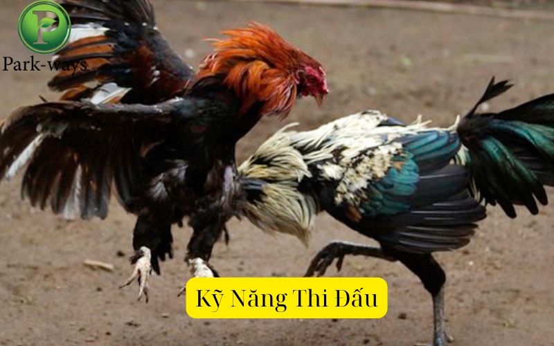 Kỹ Năng Thi Đấu