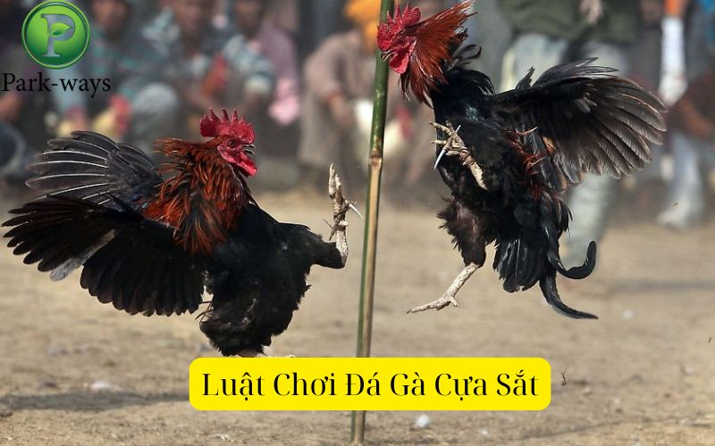 Luật Chơi Đá Gà Cựa Sắt