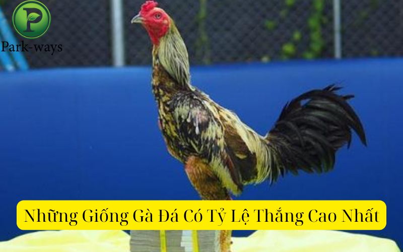 Những Giống Gà Đá Có Tỷ Lệ Thắng Cao Nhất