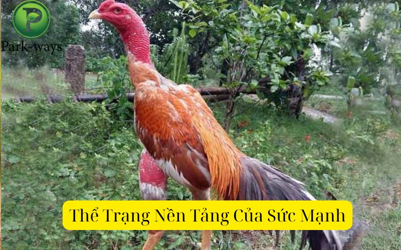 Thể Trạng Nền Tảng Của Sức Mạnh
