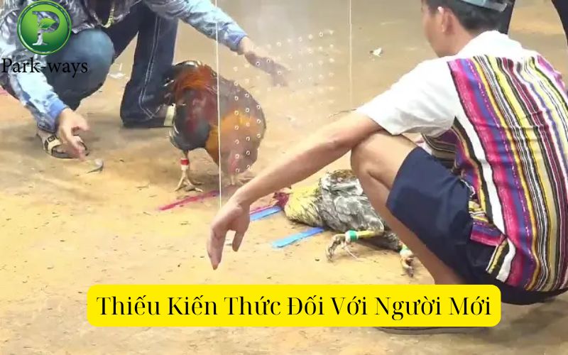 Thiếu Kiến Thức Đối Với Người Mới