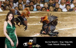 Đá Gà Win55 – Trực Tiếp HD, Cược Nhanh Thắng Lớn
