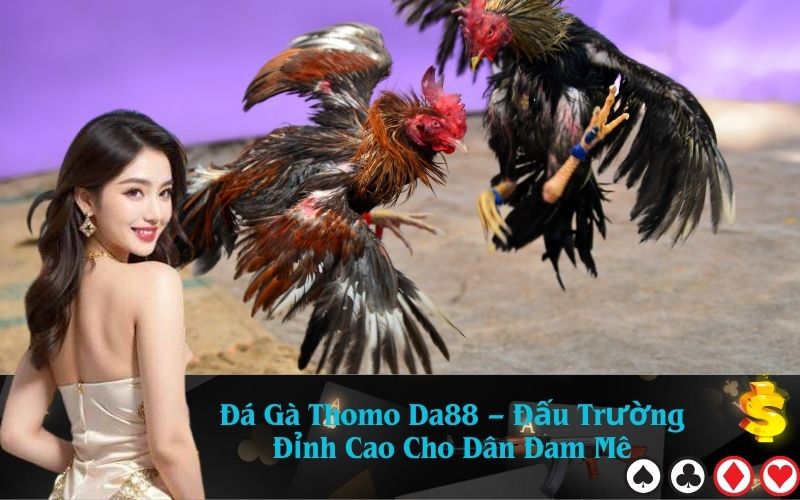 Đá Gà Thomo Da88 – Đấu Trường Đỉnh Cao Cho Dân Đam Mê