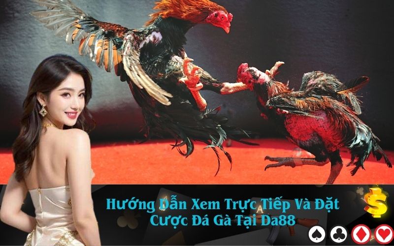 Hướng Dẫn Xem Trực Tiếp Và Đặt Cược Đá Gà Tại Da88