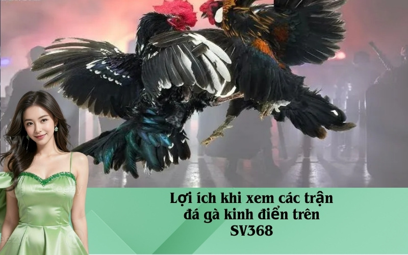 Lợi ích khi xem các trận đá gà kinh điển trên SV368