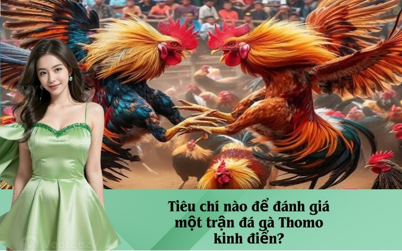 Tiêu chí nào để đánh giá một trận đá gà Thomo kinh điển?