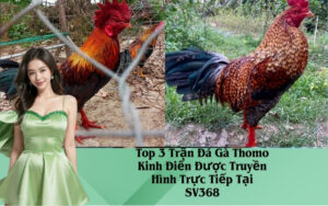 Top 3 Trận Đá Gà Thomo Kinh Điển Được Truyền Hình Trực Tiếp Tại SV368